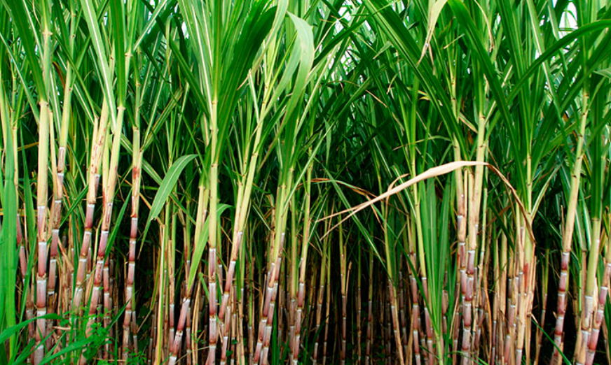 Valle del Cauca: reducción récord en quejas por quema de caña y el avance de la cosecha en verde magazinpacifico.com/valle-del-cauc…