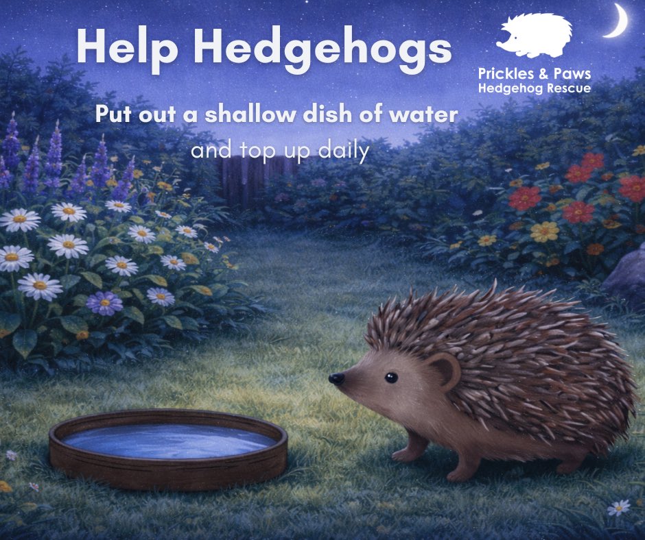Prickles_Paws's tweet photo. A simple act can make a real difference for local wildlife 🦔

Please put out a shallow dish of fresh water in your garden or outdoor space for hedgehogs and other visiting animals.

Small actions like this help support urban wildlife all around us. https://t.co/925KjiCmWc