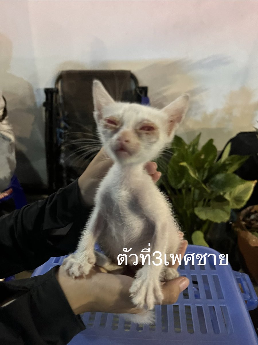 𝐌𝐞𝐨𝐰𝐦𝐱𝐧_ tweet media