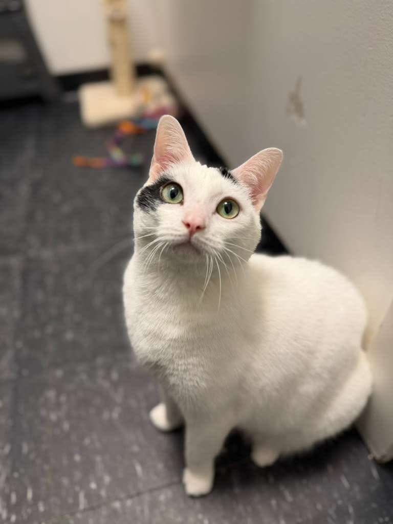 AMAAnimalRescue's tweet photo. Jeremy’s world changed overnight when he lost the only home he had ever known. After his owner sadly passed away, there was no one left to care for him, and he suddenly found himself scared and homeless. That’s when we were contacted to bring him into our care, giving this https://t.co/vkerJyZGOR