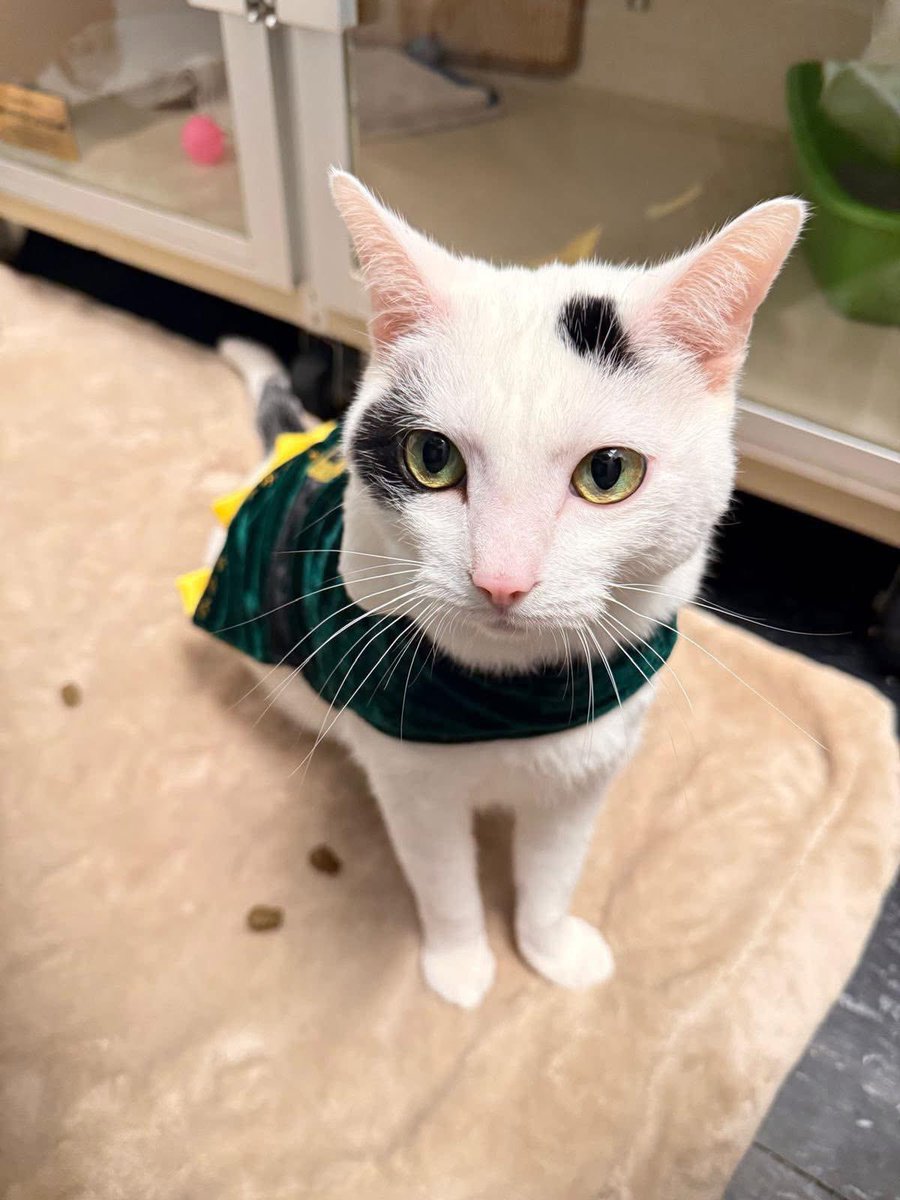 AMAAnimalRescue's tweet photo. Jeremy’s world changed overnight when he lost the only home he had ever known. After his owner sadly passed away, there was no one left to care for him, and he suddenly found himself scared and homeless. That’s when we were contacted to bring him into our care, giving this https://t.co/vkerJyZGOR