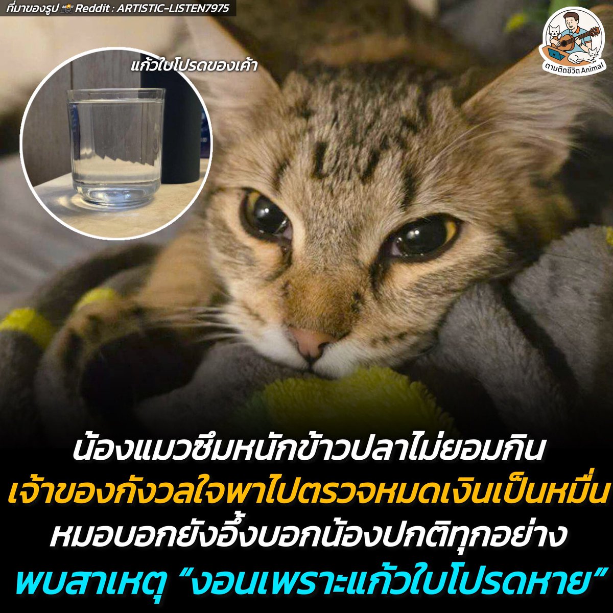 ตามติดชีวิตAnimal tweet media