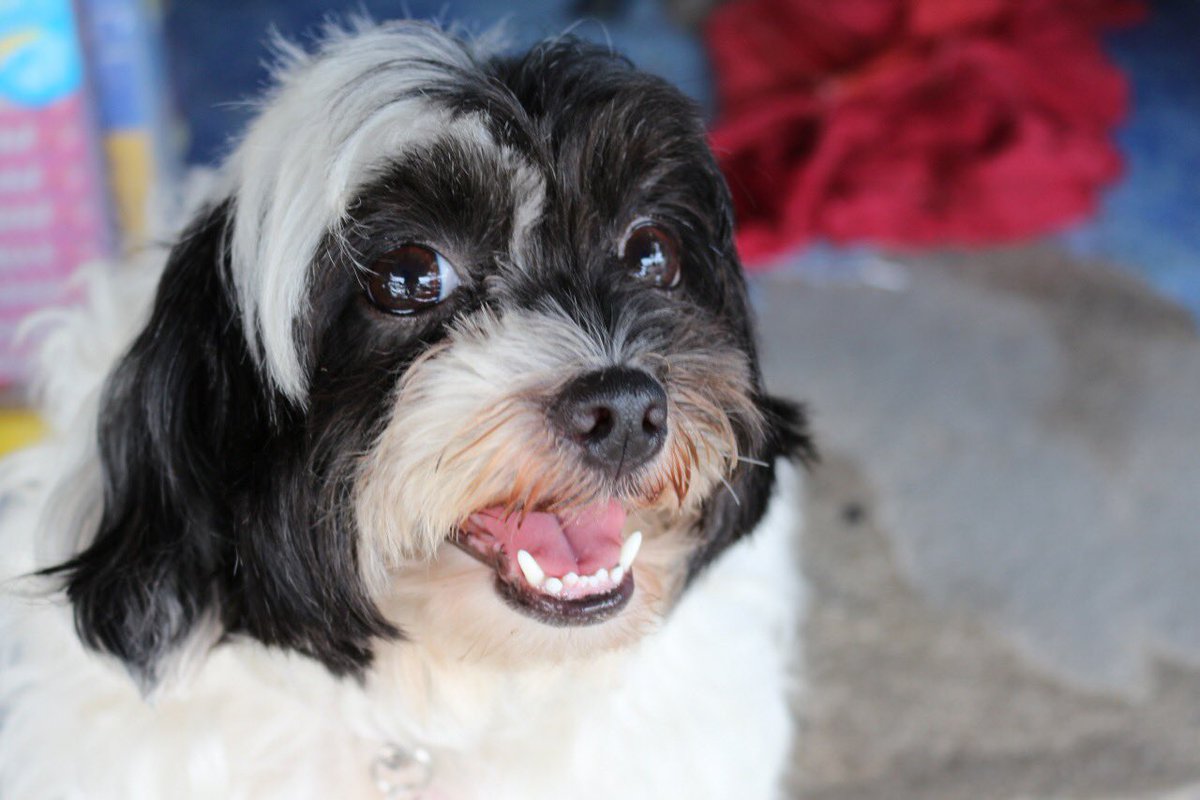 น.ส.ส้วมซึม tweet media