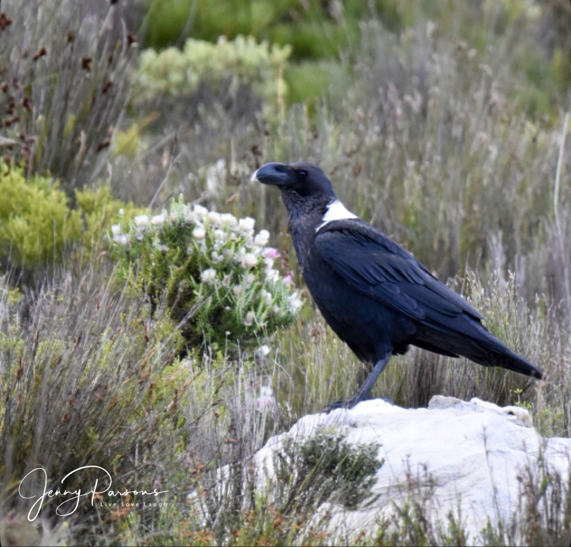 JennyPaPB's tweet image. Not often that a White-necked Raven poses amongst the fynbos. Often seen along the Klein Hangklip mountains where it forages over the sandstone flats…

#fynbos #biodiversity #birdwatching #wildflowers #birdsseenin2026