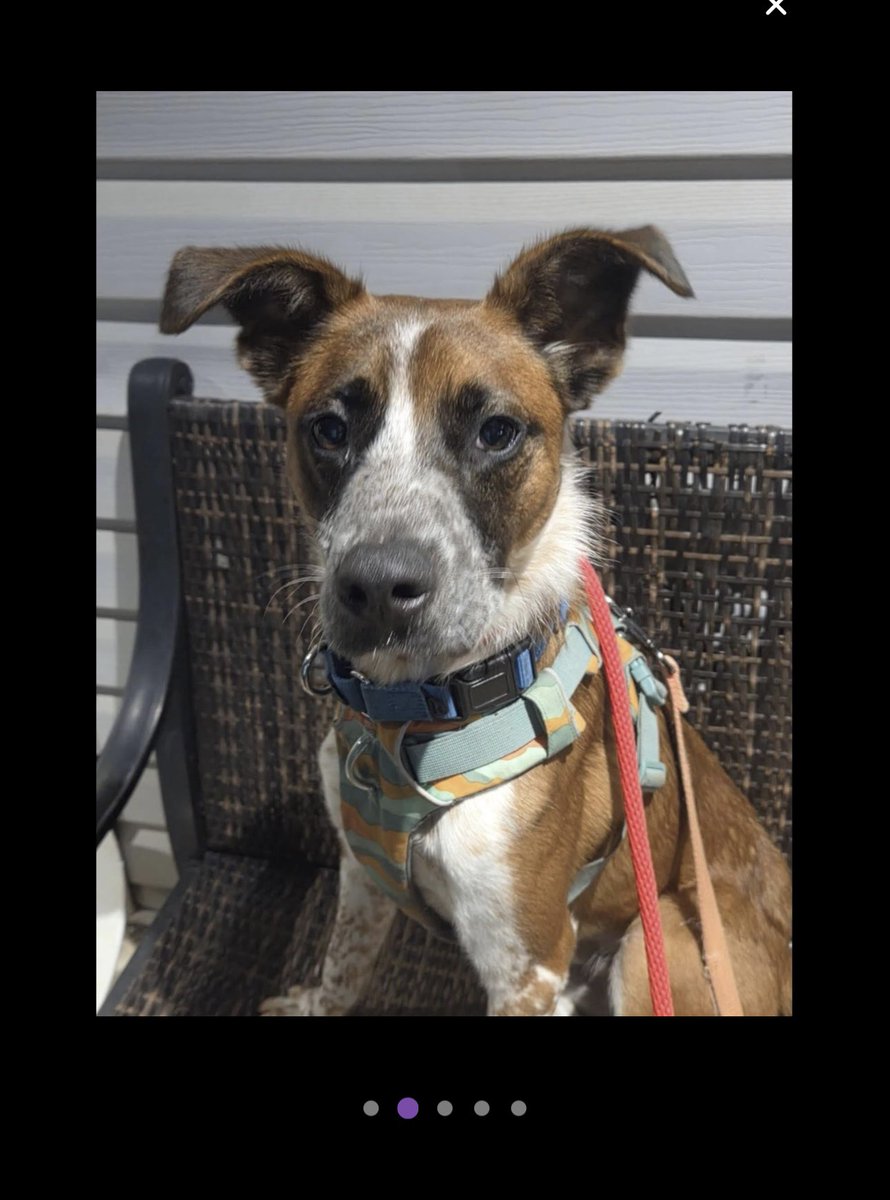 LisaBrabson's tweet image. TOBBY is a precious little Collie-Beagle mix that is absolutely ADORABLE 💯 
Little guy is at Small Miracles Dog and Cat Rescue #Ellicott,#MD 
He is kept in a small crate,very little time outside😭
Plz #Adopt or #Foster this wee angel😇 
#Pledge4Rescue 

petfinder.com/dog/tobby-f835…