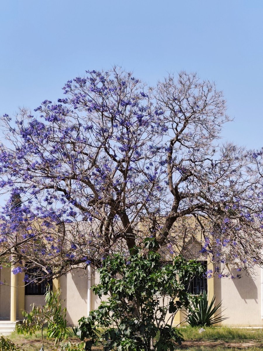 mimish021's tweet photo. Me as a tree but I'd have more flowers https://t.co/LLo4nJuzif