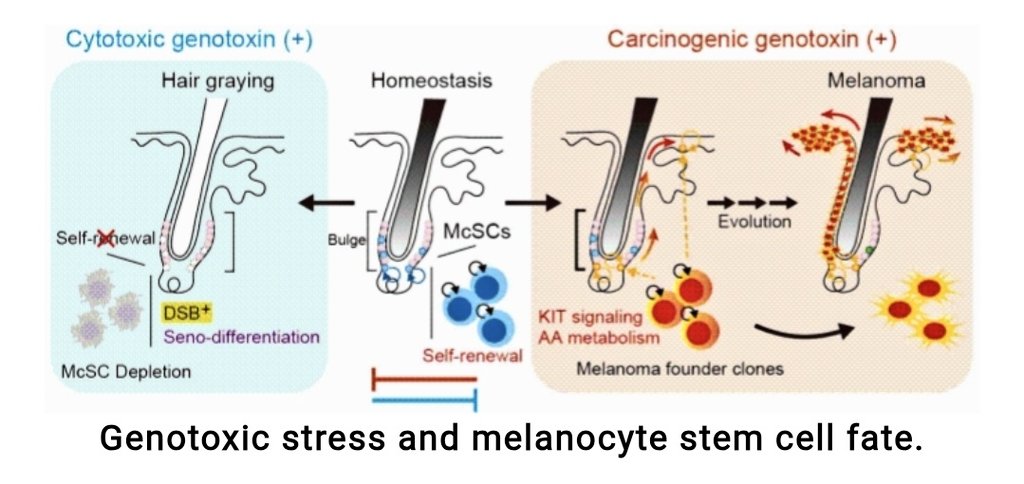 joe black tweet media