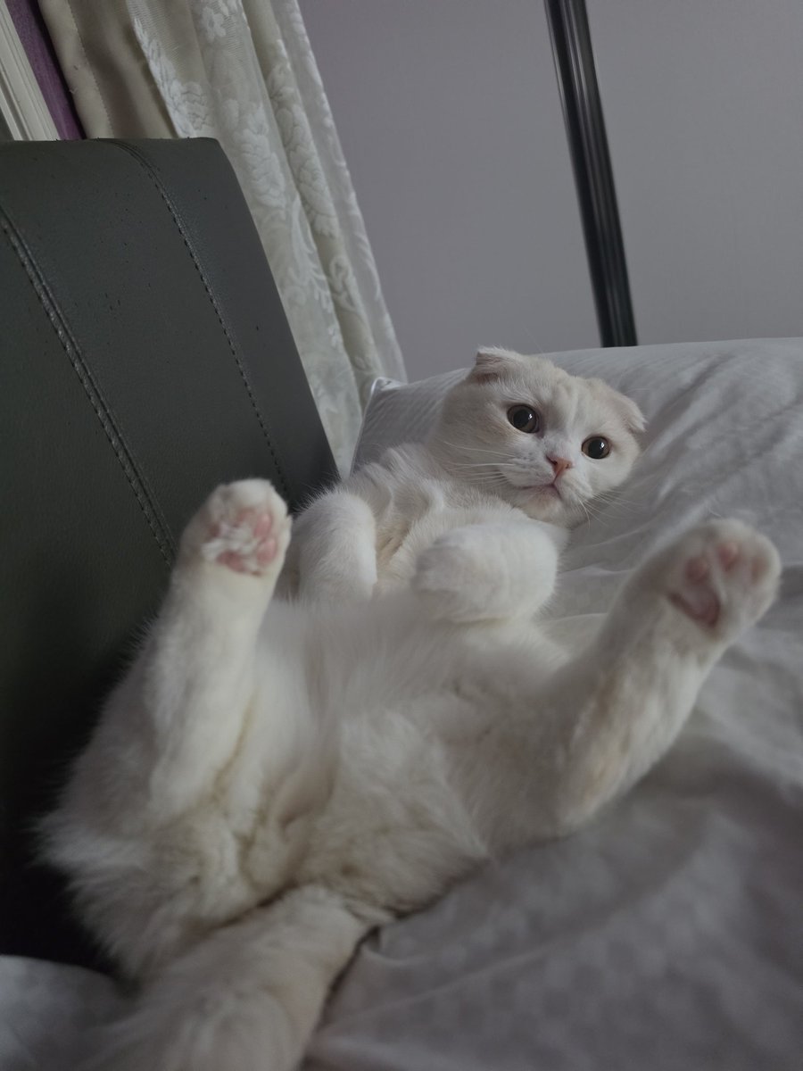 로꼬깡! tweet media