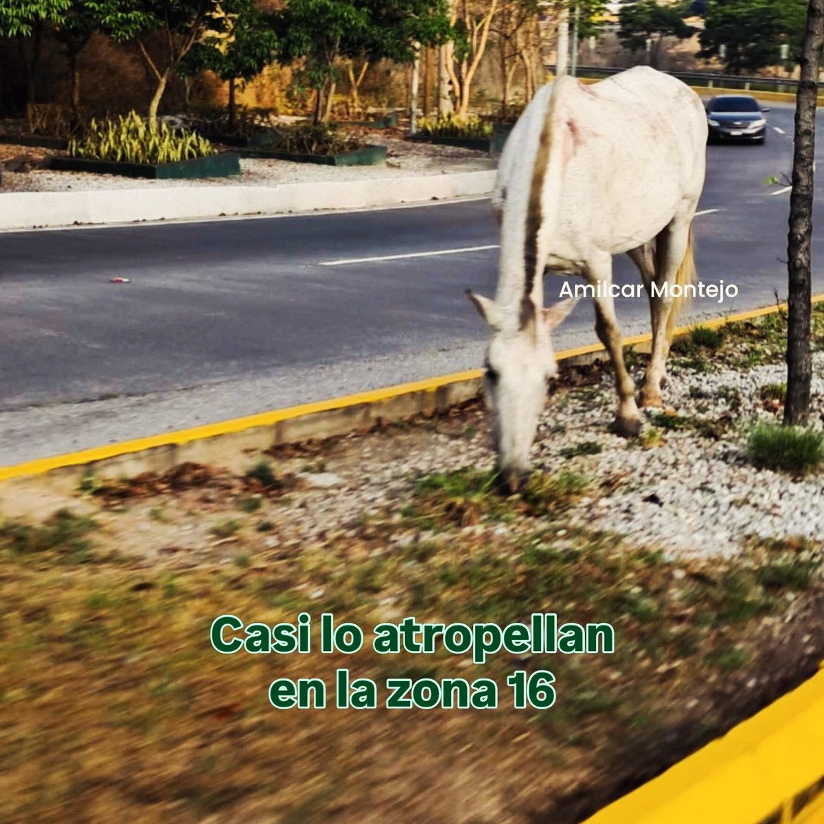 Amilcar Montejo tweet media