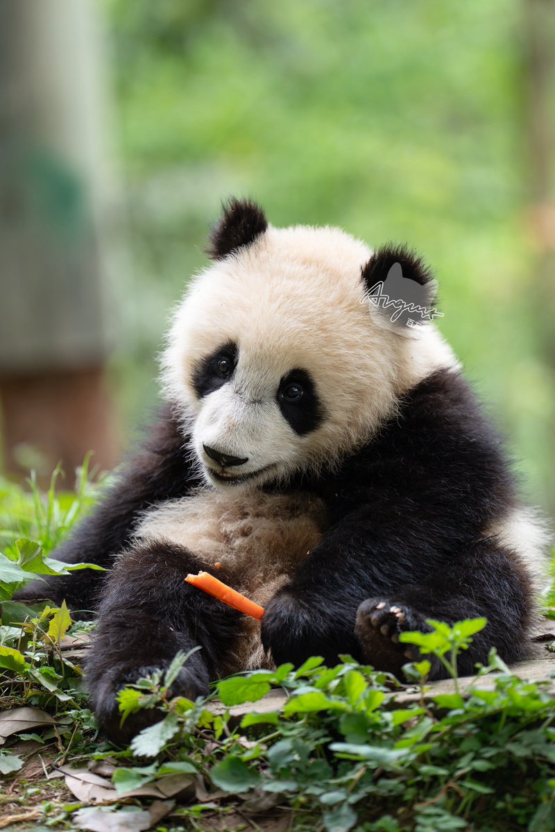 📸260426 云朵家的二妹

#云朵崽 #雅安碧峰峡熊猫基地