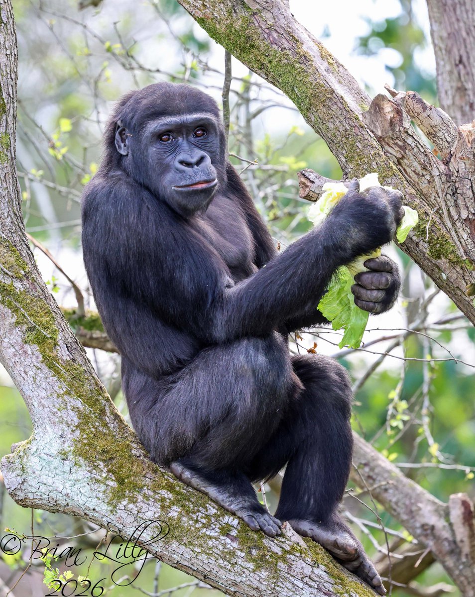 brglilly's tweet image. Western lowland gorilla 'Juni' deciding to eat in the trees @briszooproject #gorilla #primates