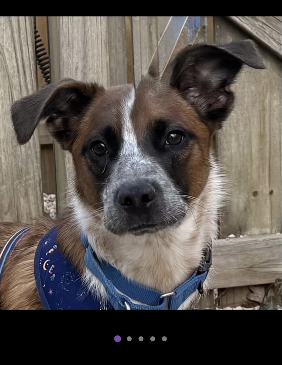 LisaBrabson's tweet image. TOBBY is a precious little Collie-Beagle mix that is absolutely ADORABLE 💯 
Little guy is at Small Miracles Dog and Cat Rescue #Ellicott,#MD 
He is kept in a small crate,very little time outside😭
Plz #Adopt or #Foster this wee angel😇 
#Pledge4Rescue 

petfinder.com/dog/tobby-f835…