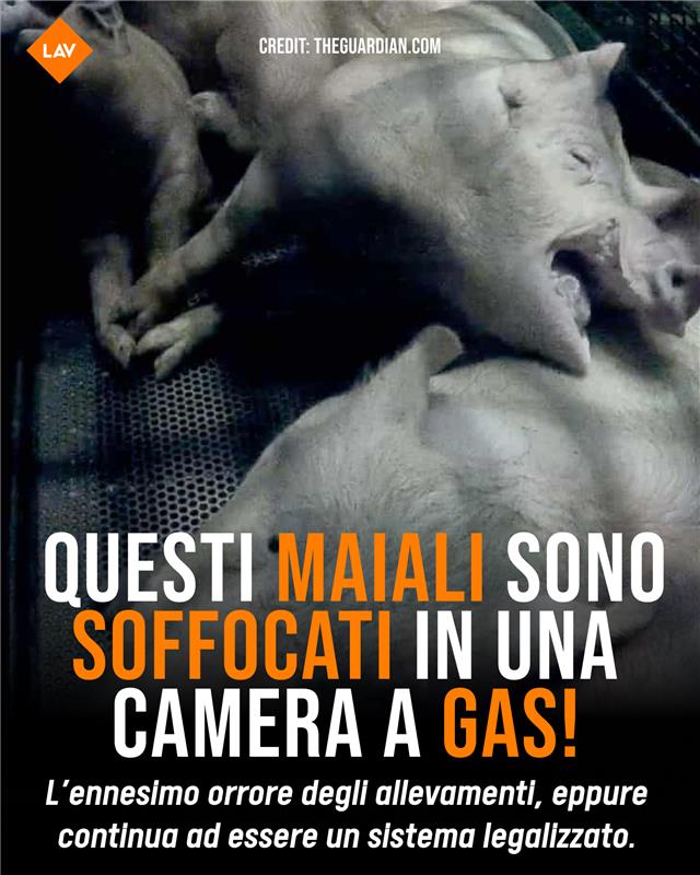 LAV_Italia's tweet image. Mentre si parla di crisi della fornitura di CO₂, pochi ricordano che questo gas viene usato anche per uccidere i maiali nei macelli, in Italia come nel mondo. Un metodo che provoca soffocamento, panico e dolore. Non esiste macellazione senza sofferenza!👇lav.it/news/camere-ga…