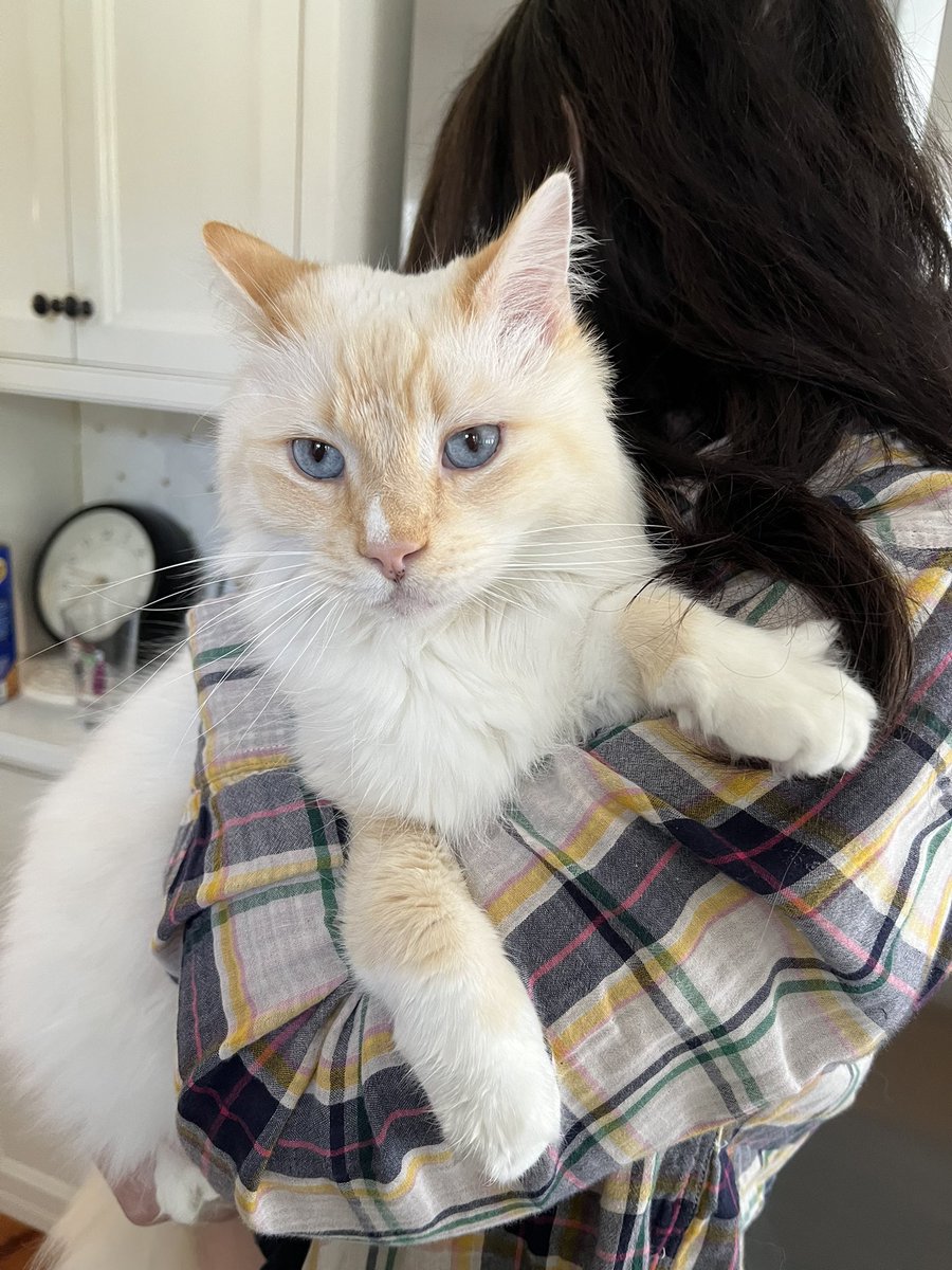 TomoJustFunky's tweet photo. Dexter is so cute and so sweet! Amazing cat! I love him so much and he gave me so much love❤️🐱
#ragdolllove #flamepoint #flamepointragdoll #ragdollkitty #ラグドール猫 https://t.co/qZg9sfkqjv