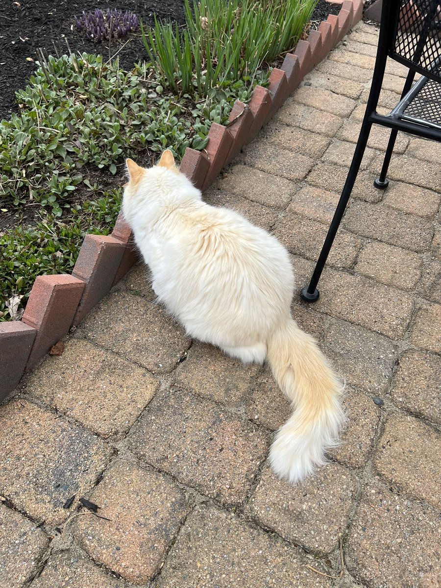 TomoJustFunky's tweet photo. Dexter is so cute and so sweet! Amazing cat! I love him so much and he gave me so much love❤️🐱
#ragdolllove #flamepoint #flamepointragdoll #ragdollkitty #ラグドール猫 https://t.co/qZg9sfkqjv
