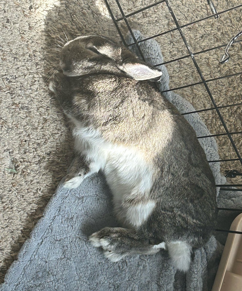 quo 🪽 tweet media