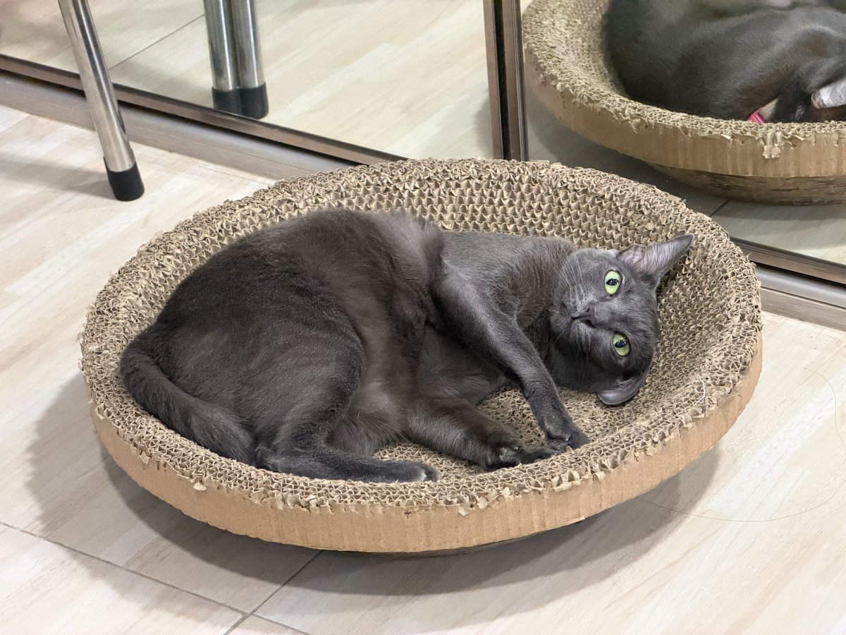 คือผมต้องทราบไหม 🐈‍⬛ tweet media