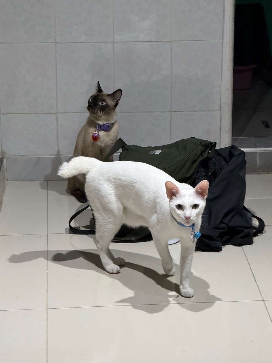 คือผมต้องทราบไหม 🐈‍⬛ tweet media