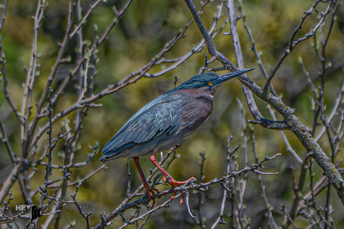 todaysbird's tweet image. Green heron.
(Photo courtesy of Joe Viola)
#birds #NaturePhotography #wildlife #nature