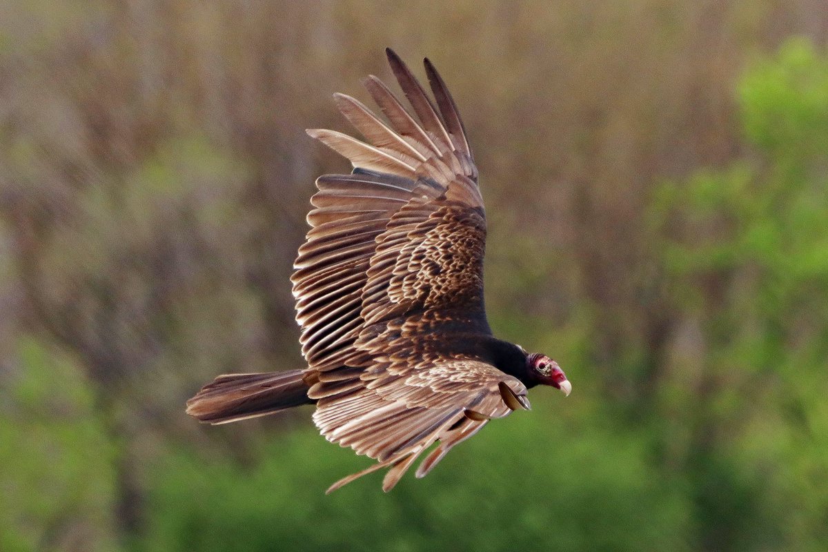 todaysbird's tweet image. Turkey vulture.
(Photo courtesy of Mark Levesque)
#birds #NaturePhotography #wildlife #nature