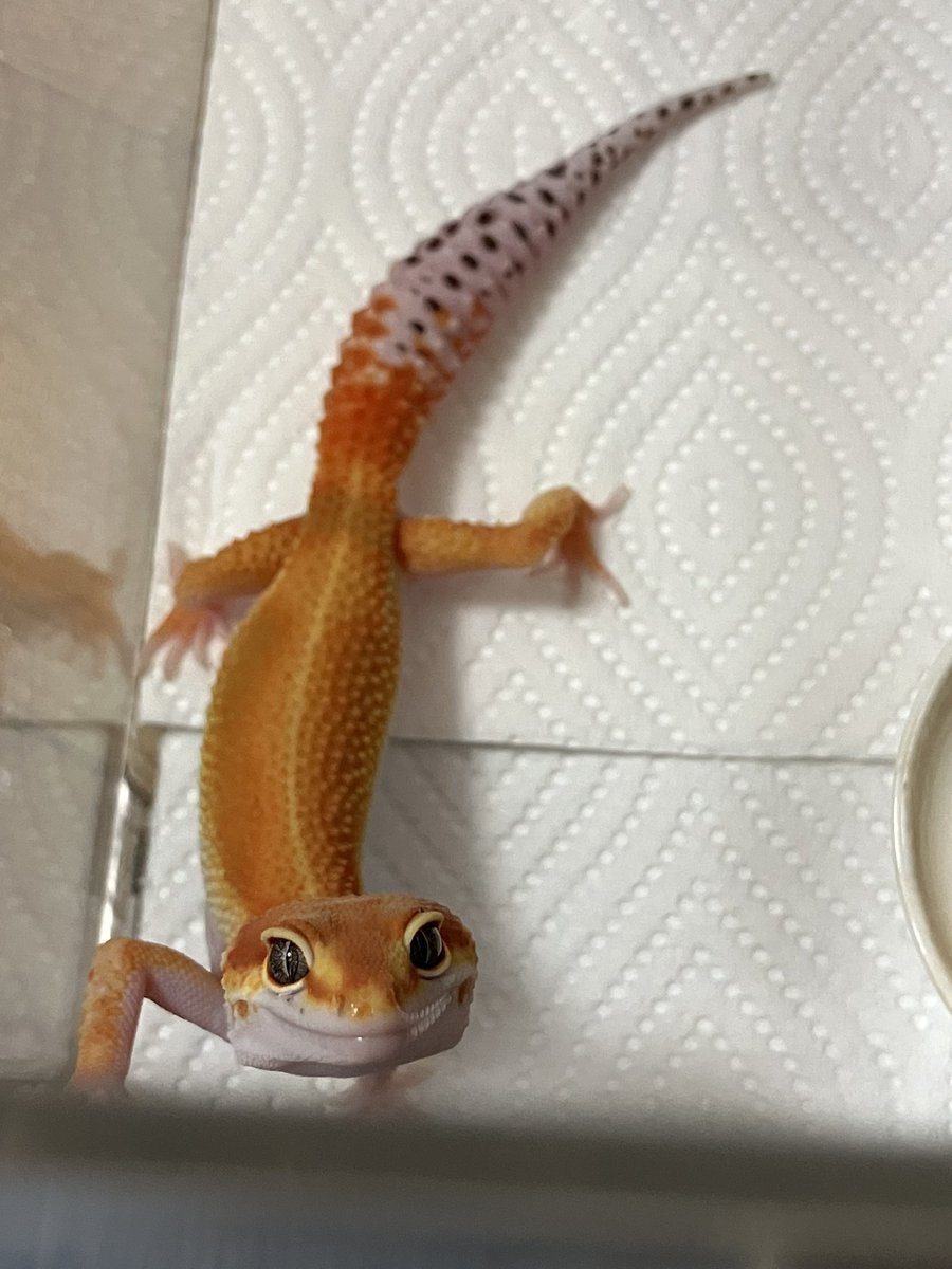 めぐー tweet media