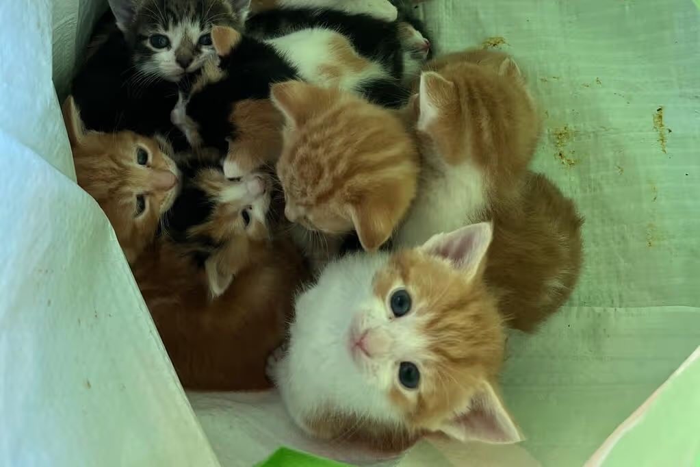 SolihullUpdates's tweet image. Street cleaners were stunned to find a bag of tiny kittens while at a park in North #Warwickshire. The 14 abandoned kittens were “safely transported” to a #Solihull vets for assessment and treatment. coventrytelegraph.net/news/local-new…