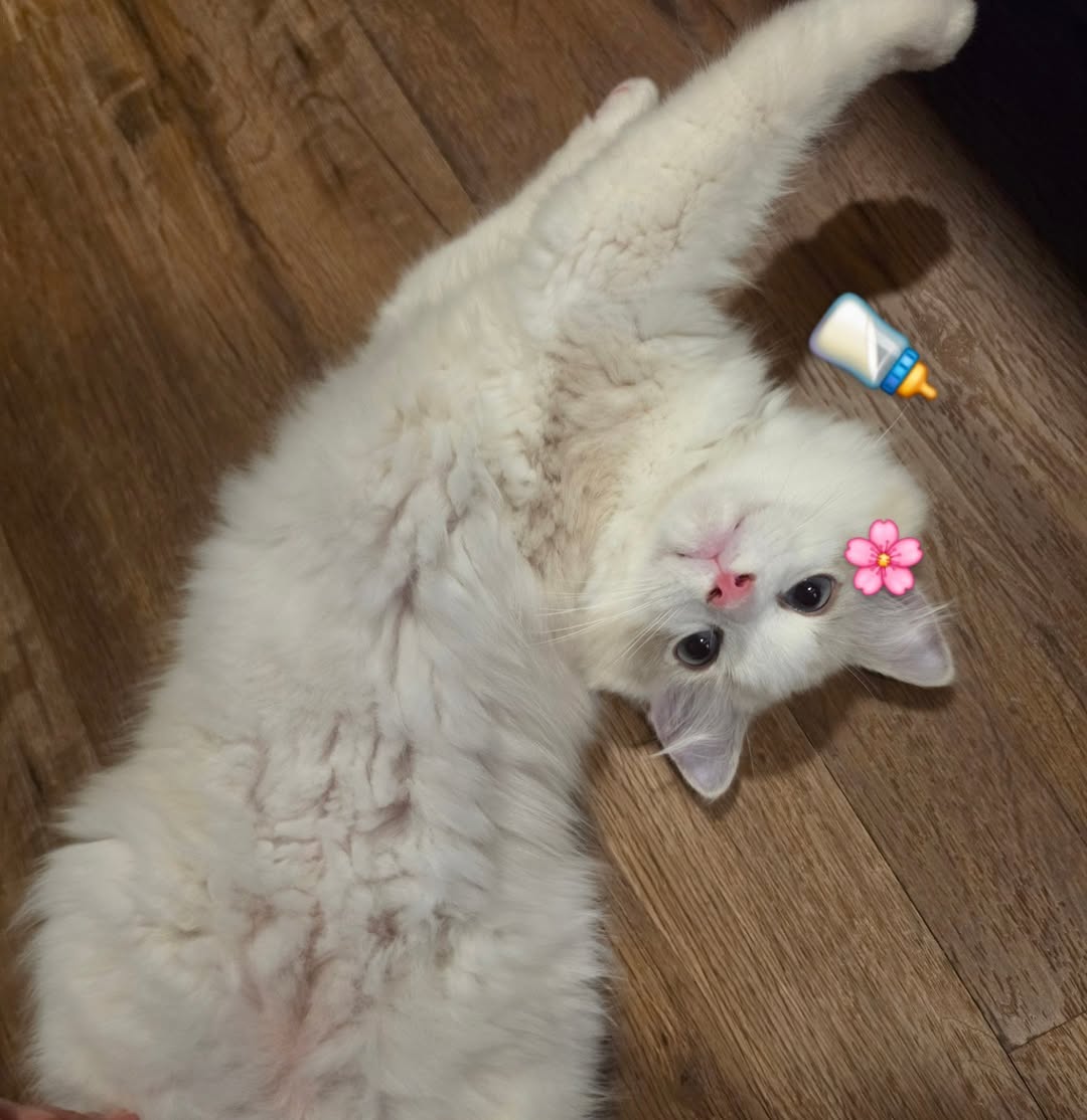 Hirunkit Official Fanclub tweet media