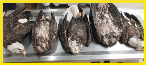 AmericanPapaBear™ tweet media