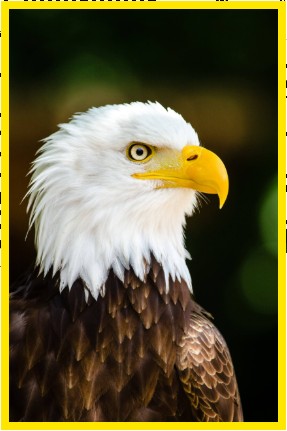 AmericanPapaBear™ tweet media