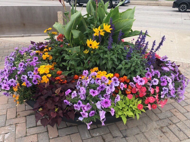 DesertPlanters's tweet image. A Big Shout Out to Jordan Hoff and his team @cityofwinnipeg . The Equinox Desert Planter Manor 74’s look absolutely amazing along the “William R. Clement Parkway”! @DesertPlanters #city #parksandrec  #selfwateringplanter  #landscapes 🇨🇦