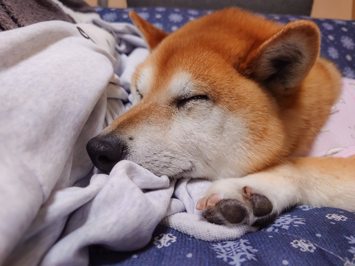 くまにょふ tweet media