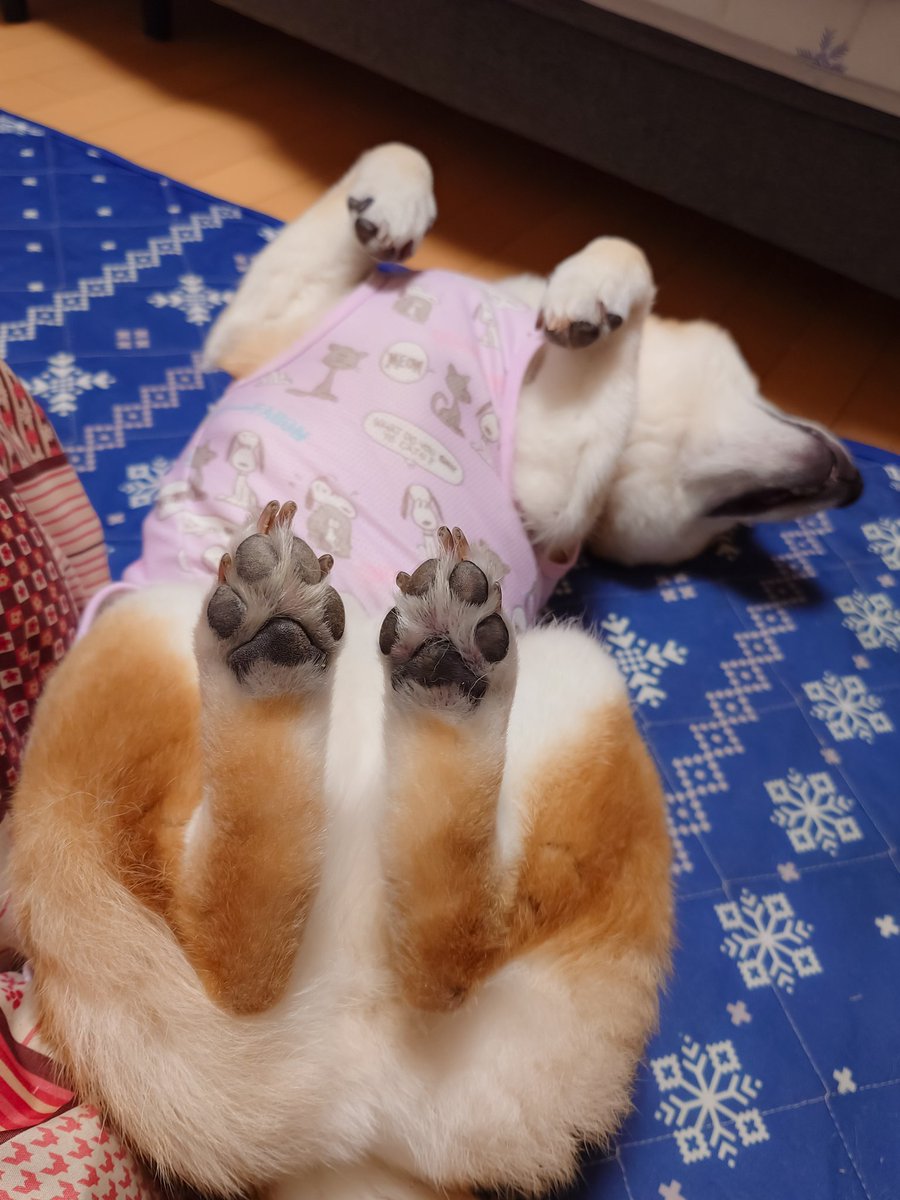 くまにょふ tweet media