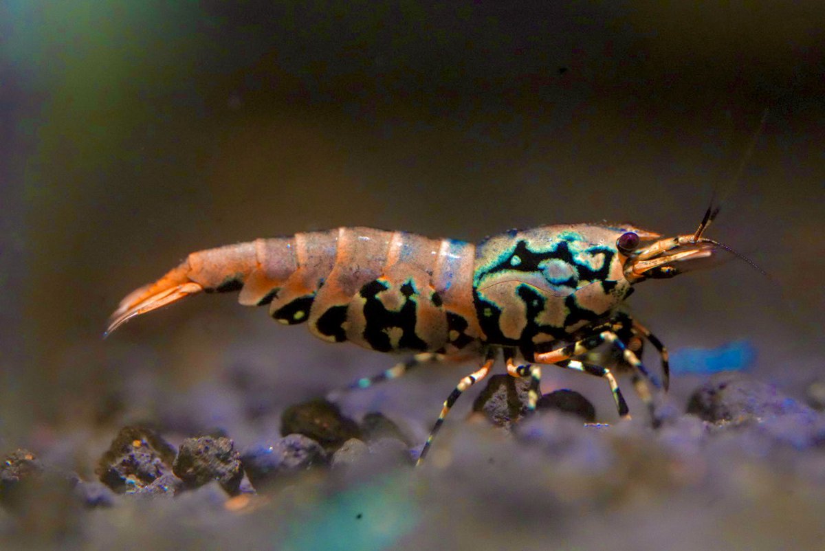 Shrimp Sekai tweet media