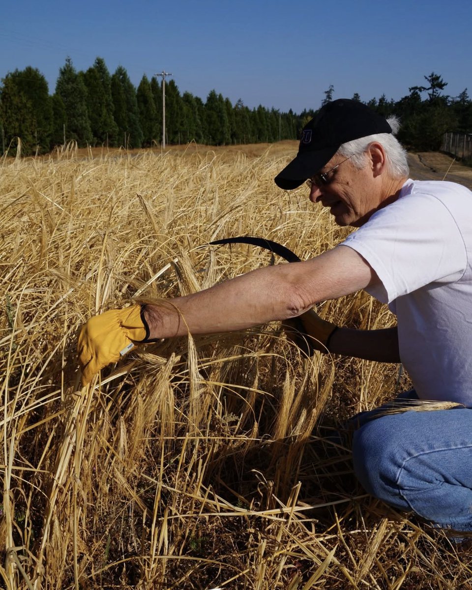 farmtoyouu's tweet image. Bellwether Brewing can taste the difference.
That's why they source barley from @PalouseHeritage — heritage grain from a WA family farm. Non-GMO, regenerative.
6 products on FarmToYou:
farmtoyou.co/shop/palouse-h…

#CraftBeer #HeritageGrain