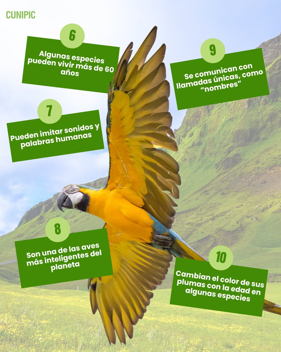 CUNIPIC l Alimentación natural para tu mascota tweet media