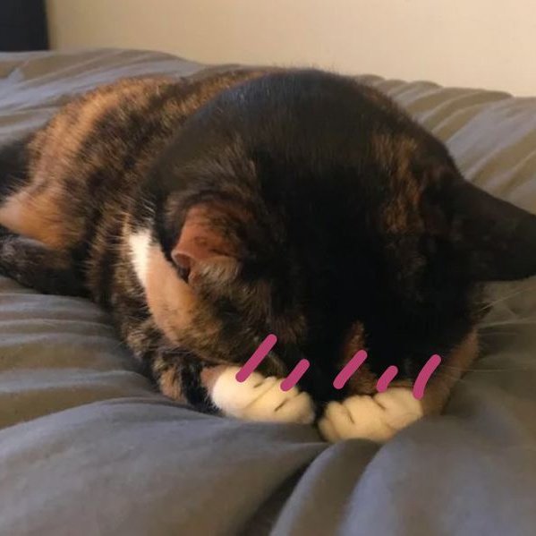 Nini 🐻‍❄️ tweet media