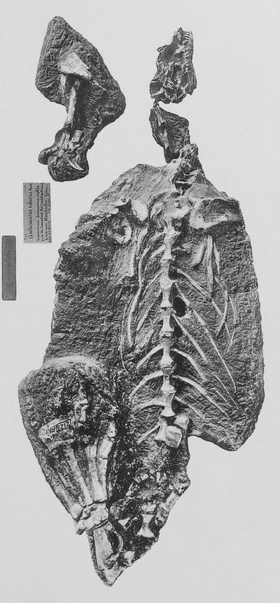 NatSciChannel's tweet photo. 🚨NEW STUDY DROP🚨

Possible evidence of burrowing in "Prosauropod," Anchisaurus, is briefly noted in a much larger volume on the Triassic-Jurassic Lagerstätten in Newark Supergroup Rift Basins. The specimen is the Neotype of Anchisaurus, found in the 1800s

🎨: @JoschuaKnuppe https://t.co/qBAbkJaHVs