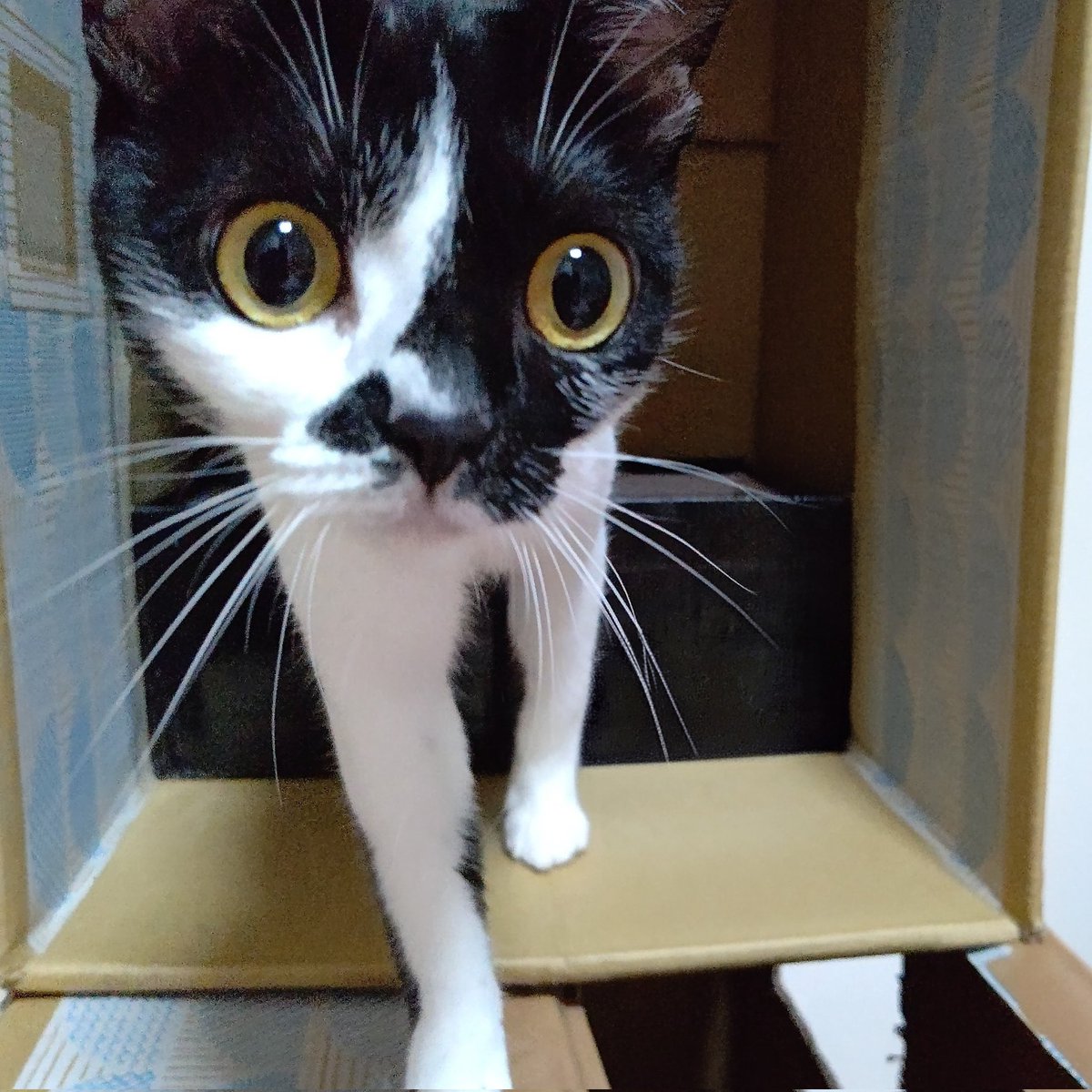 テンちゃん tweet media