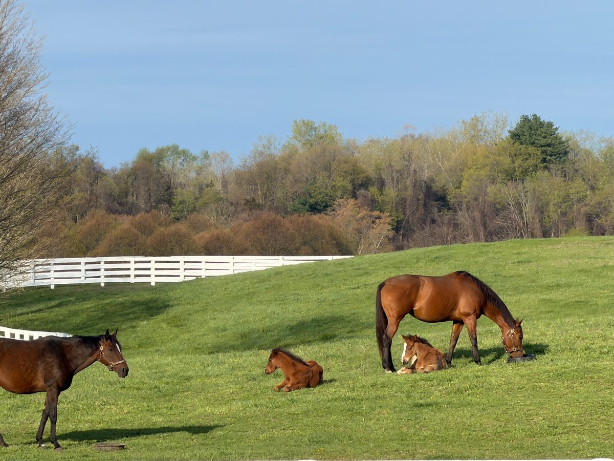 Sugar Maple Farm NY tweet media