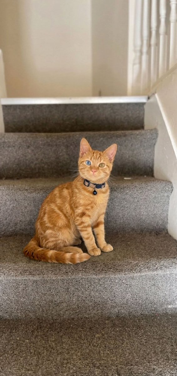 Eman5695's tweet photo. Would you consider adopting an older cat, just to give them love in their final years?? https://t.co/cfwGLxrqNg