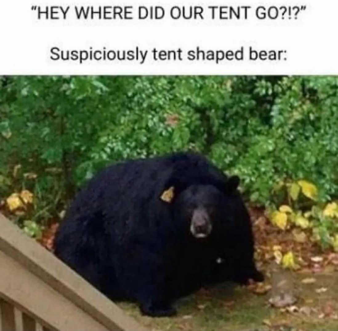 🐻 Bear 🌼 (@bearposting) on Twitter photo 