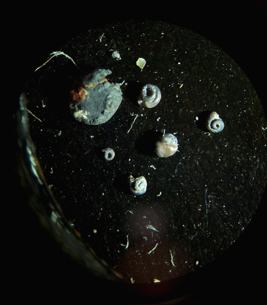 DarjaDankina's tweet image. ⚠️ More #ordovician gastropods from #lithuania 🇱🇹 stored in the Nature Research Centre in #vilnius ✨