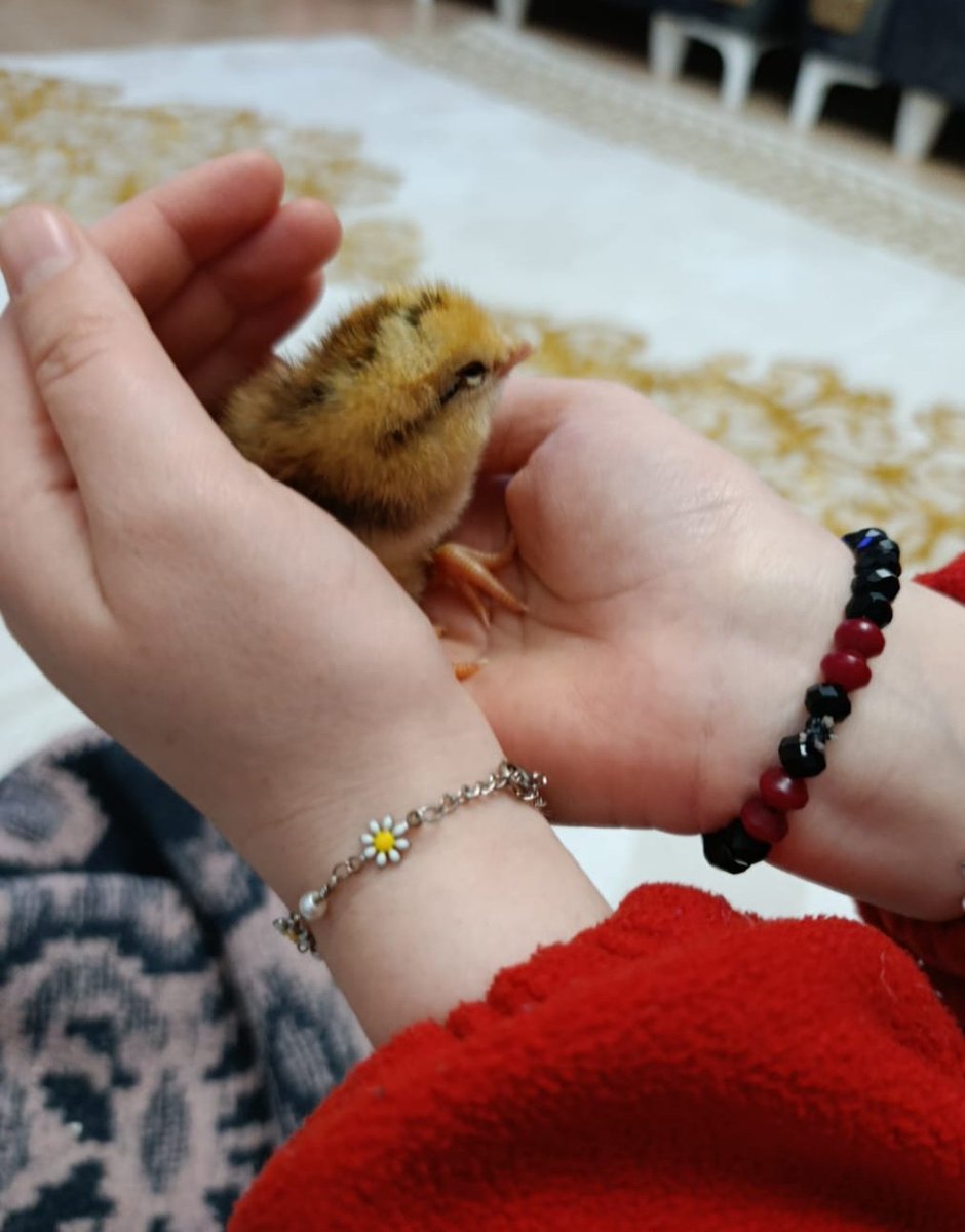 berftgl's tweet photo. Şirine... https://t.co/zoz3Dq5VQS