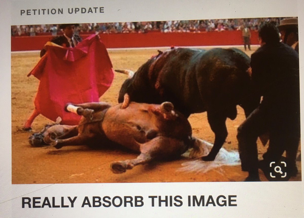 YvonneHooper20's tweet photo. @TheGriftReport The cruelty done by those freaks to horses as well as cows is horrific 💔 https://t.co/x42V1ITmBI