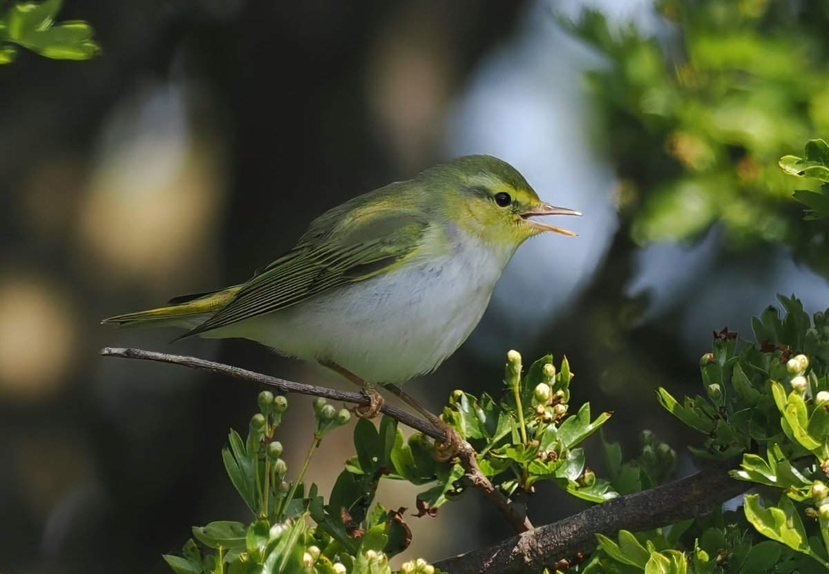 spurnbirdobs's tweet photo. Today's sightings featured our first Wood Warbler of 2026 at Sammy's, another Red-rumped Swallow south along the peninsula, Water Pipit at Kilnsea Wetlands and Whinchats at Middle Camp and Southfield Farm. #Spurnbirds (1/2) https://t.co/Ff6ED0YtjS
