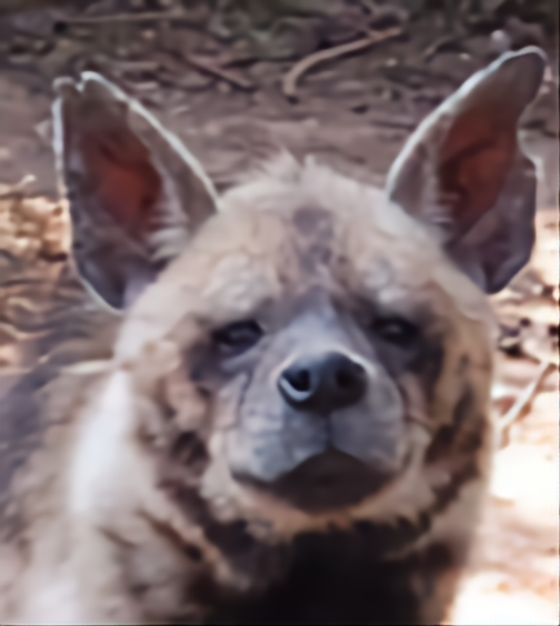SCP_0313's tweet photo. Happy Yeen Day!
#InternationalHyenaDay #Apr27 https://t.co/TW0V7Eqykn