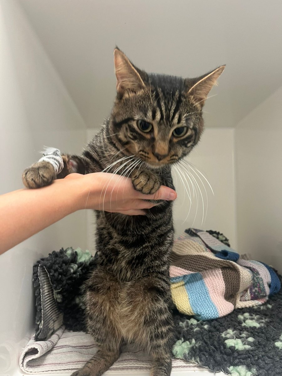 StKittsVets's tweet photo. Shadow and Charlie came to Crookham Park Vets for neutering and were showered with plenty of care and attention. 

They are currently up for adoption through the RSPCA, and we’re hoping it won’t be long before they each find the safe, happy forever homes they deserve 🥰 https://t.co/DgclQJ5bU9