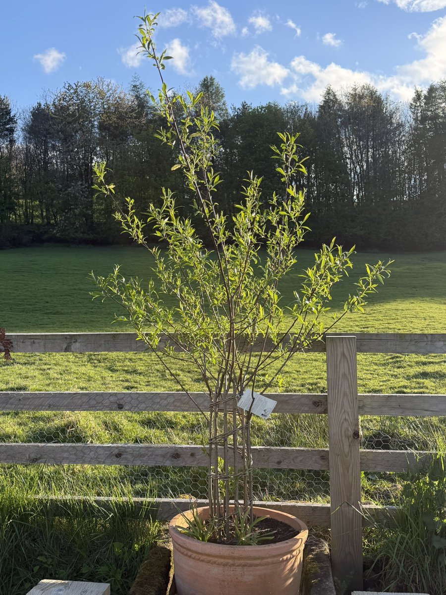 ThreadofGold1's tweet image. The sunshine has really brought on the trees in the garden. They are looking full of promise for the summer. #BecauseOfClem #ThreadOfGold💛 #smallbeautieshour