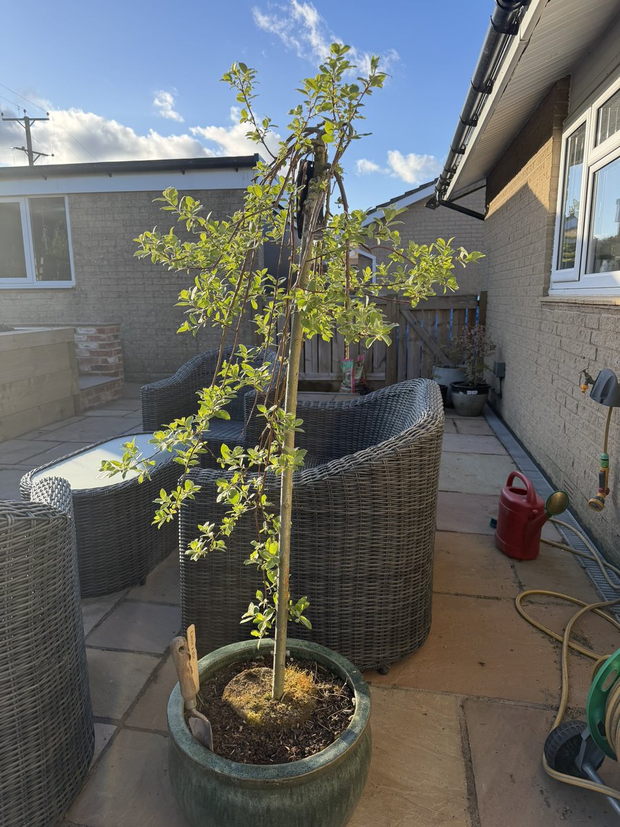ThreadofGold1's tweet image. The sunshine has really brought on the trees in the garden. They are looking full of promise for the summer. #BecauseOfClem #ThreadOfGold💛 #smallbeautieshour