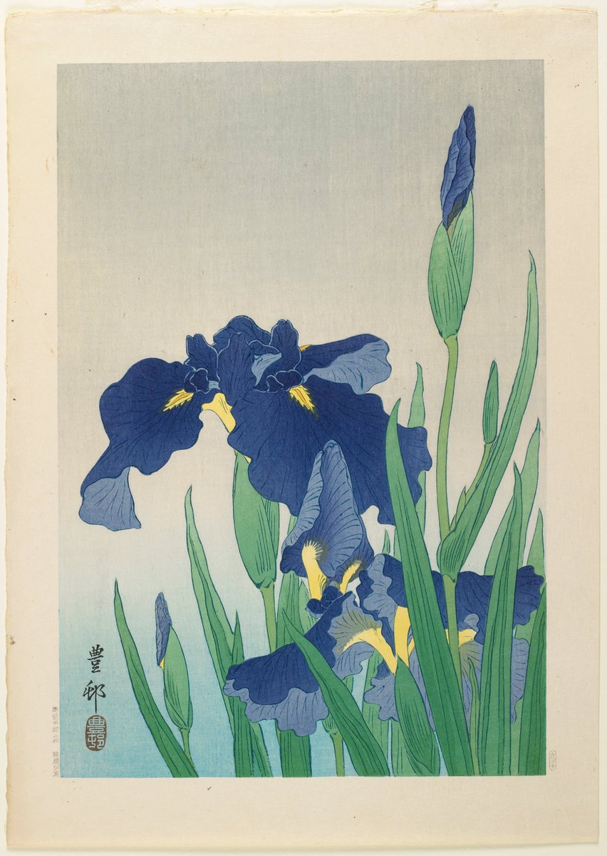 JapanTraCul's tweet photo. Iris, by Ohara Koson, 1930s https://t.co/GuOYJwFf2h